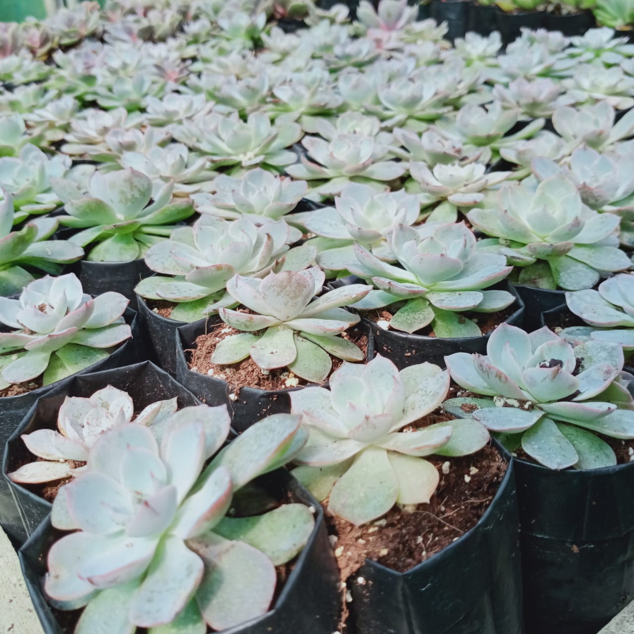Echeveria