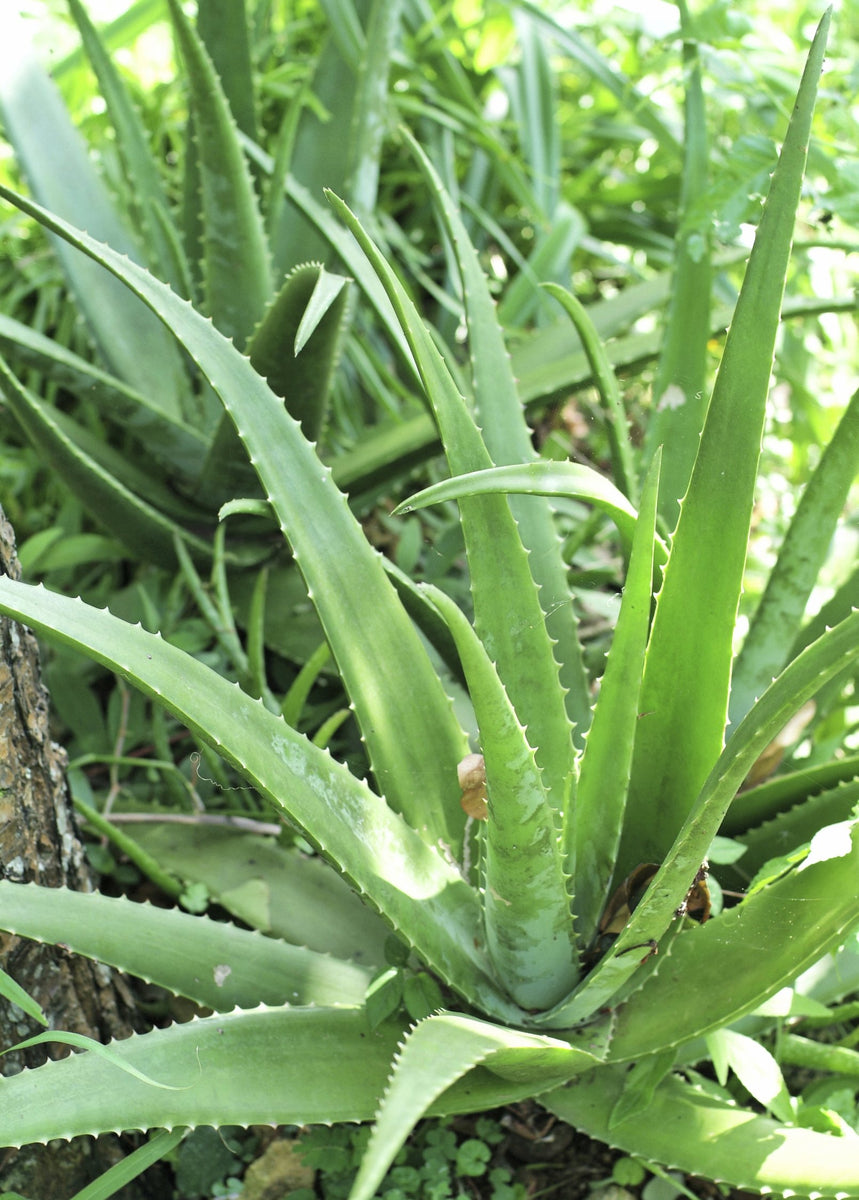 Aloe Vera