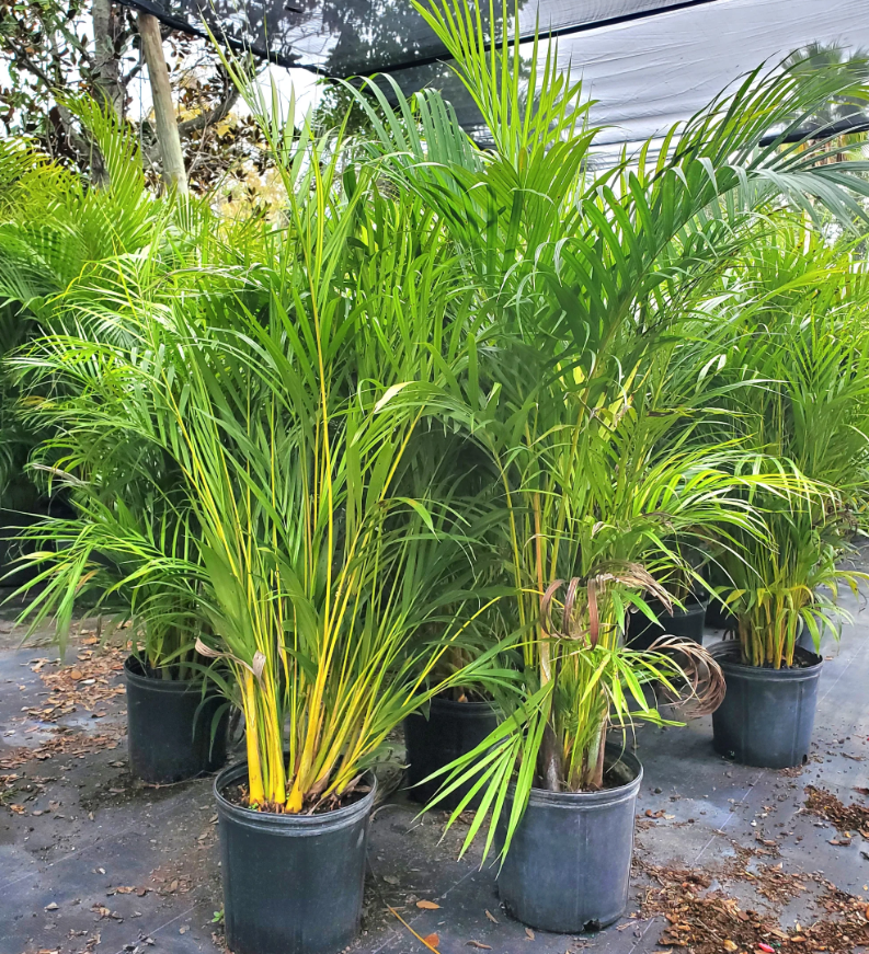 Areca Palm
