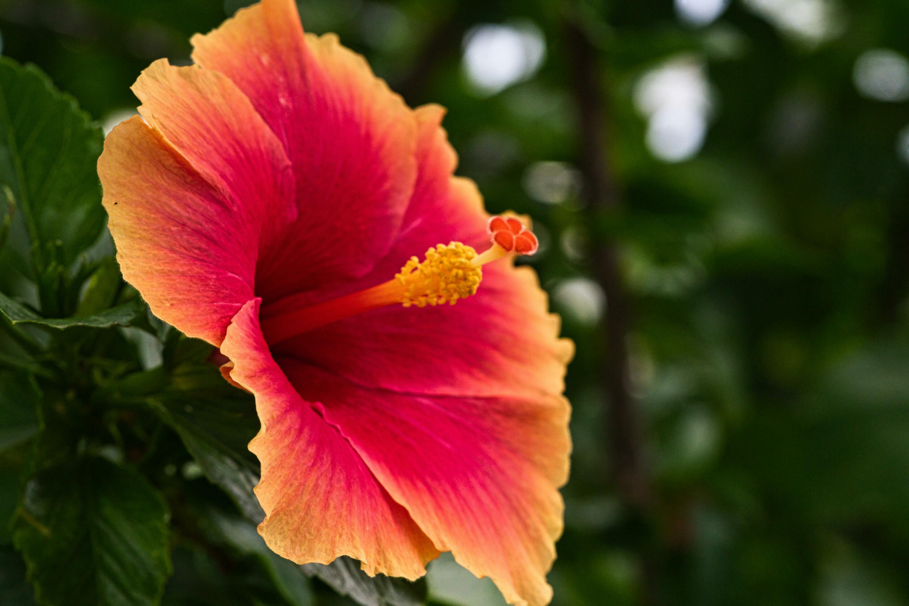 Hibiscus