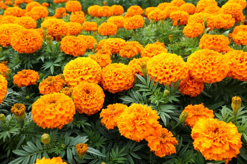 Marigold