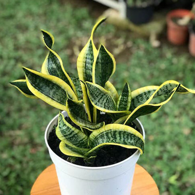 Snake Plant